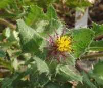 Бедреница (Pimpinella saxifraga L.)